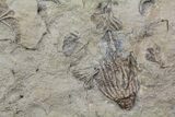 Crinoid Fossils ( Species) - Gilmore City, Iowa #86375-3